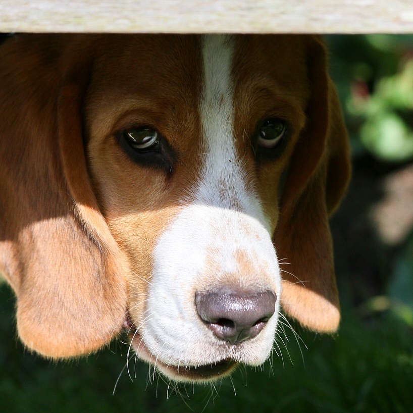 A beagle dog is hiding. We can see their sad looking face, which is partially covered by a shadow. 