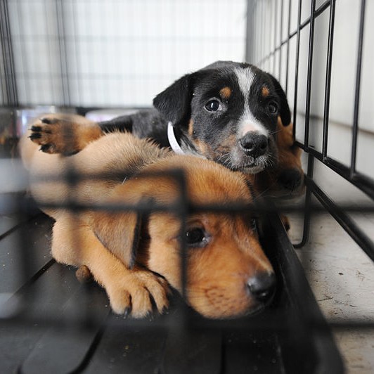Two puppies looking sad in a cage. One is brown and one is black, white, and brown.