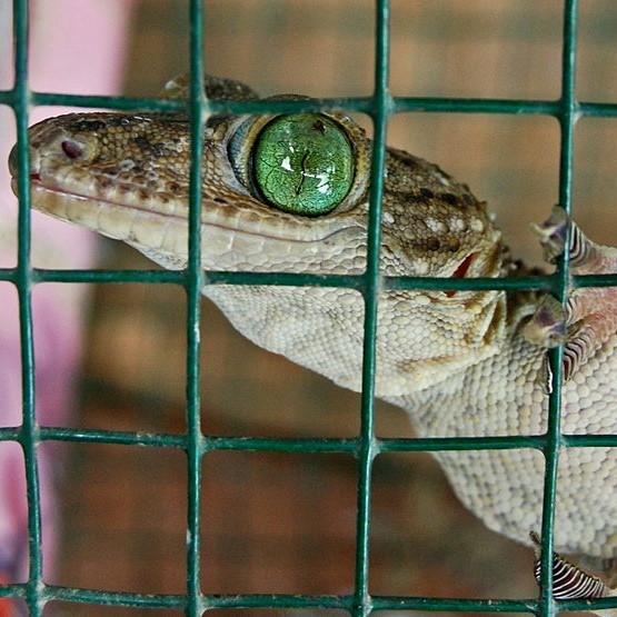 Gecko with green eyes in a cage