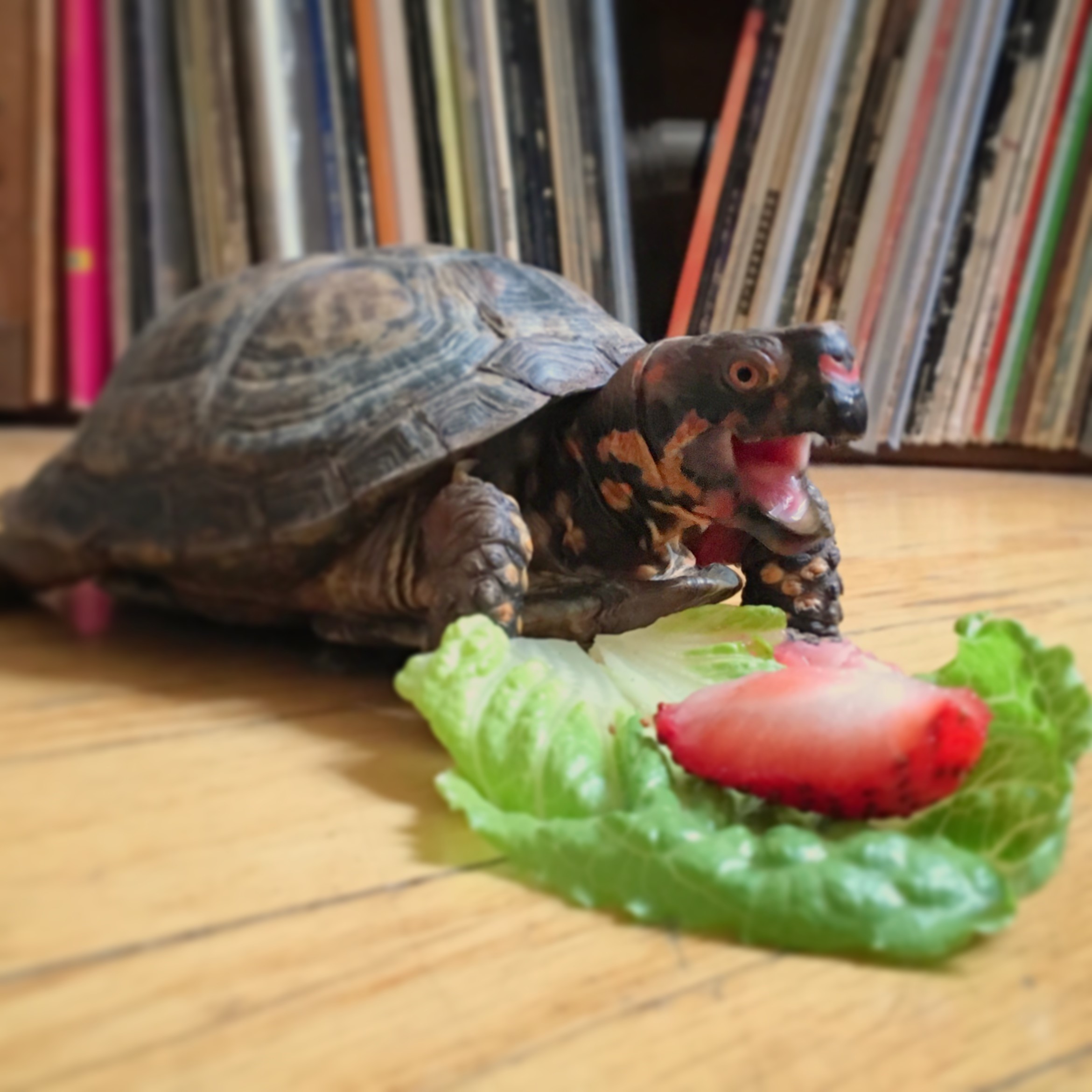 Turtle crawls on wood floor with mouth open. Lettuce and strawberry slice in front of turtle. 