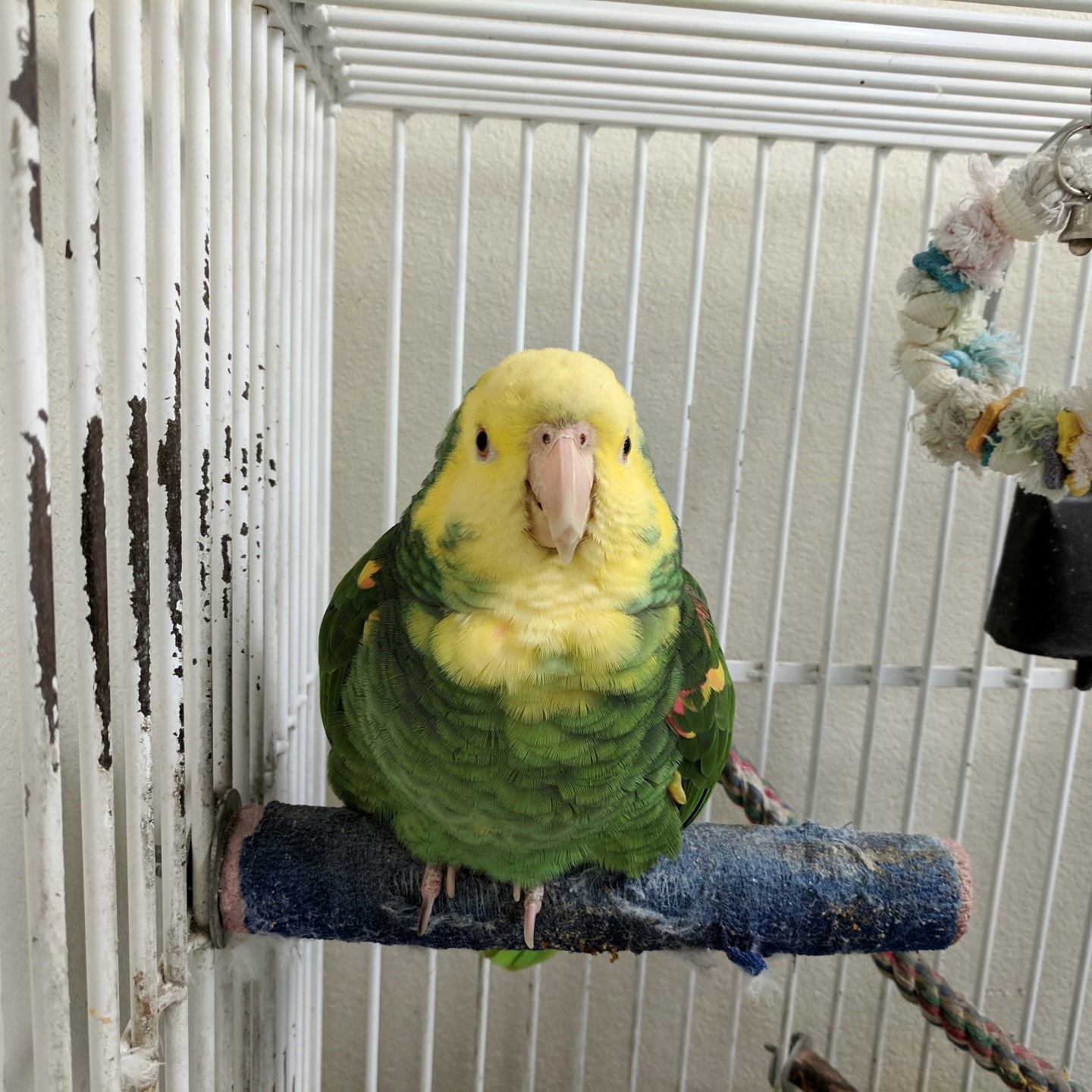 Yellow and green bird in a cage