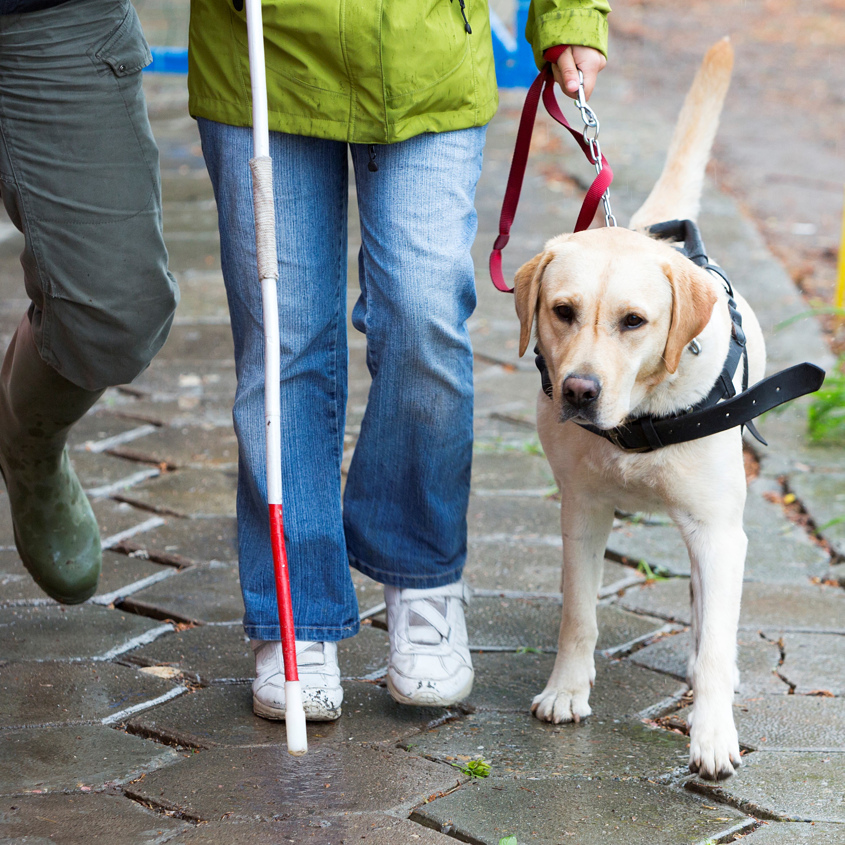 Guide dog walks next to a person. We only see the persons legs. 
