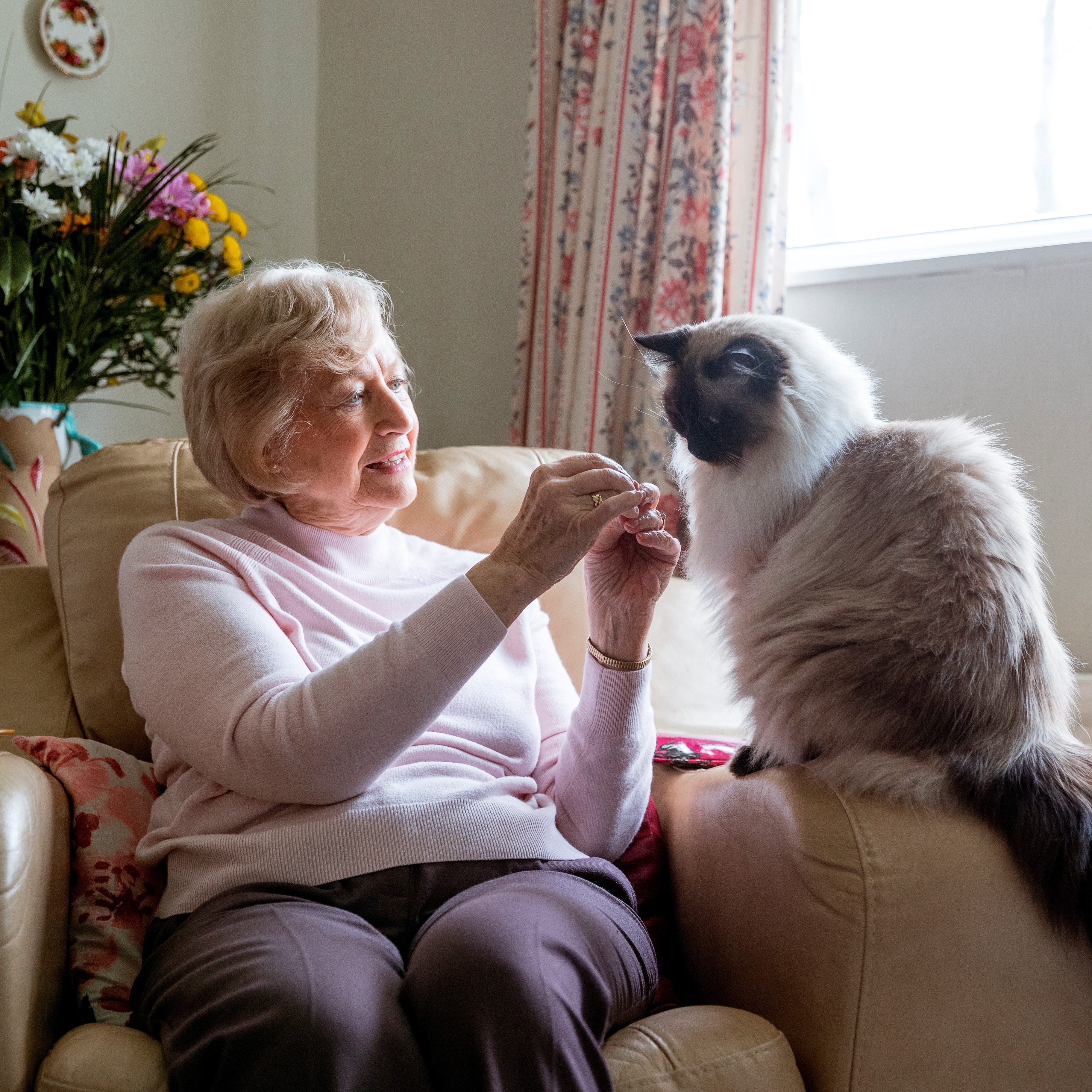 Senior woman sits in a chair by a window and pets her cat.